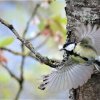 1. Clichés pris dans mon jardin, sur la vie d'une mésange bleu durant l'hiver. La biodiversité dans un Jardin en centre bourg. PHILIPPE BAUMY